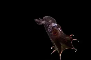 Mollusca Prints: [captive] Vampire squid (Vampyroteuthis infernalis)