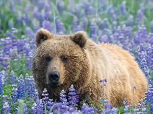 Ursus Arctos Prints: Captured by Ron Niebrugge. Alaska: THESE BEAUTIFUL images show a brown bear exploring a field of bright purple flowers