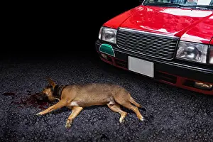 Homeless Prints: Car hit the dog death on the road pets accident drive carefully