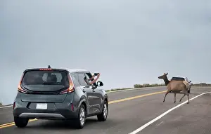 Banff Prints: The car of travelers taking photo with the deer while it crossing the road at Rocky mountain national park