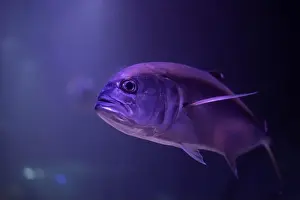 Pelagic Prints: Caranx underwater in an aquarium. Caranx close-up