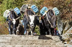 Everest Prints: Caravan of yaks or dzo on the steps on the way to Everest base camp with canisters