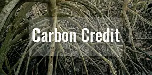 Mangrove Prints: Carbon credit concept. Mangrove forests as natural carbon sinks