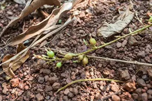 Pods Prints: Cardamom plant with the unripe fruits showing, grown in a spice plantation, Goa, India