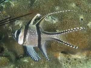 Sea Fish Prints: A cardinalfish with striking patterns
