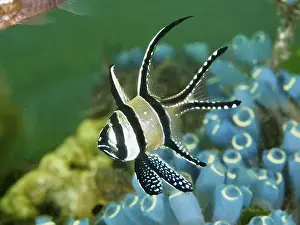 Ray Finned Fishes Prints: A cardinalfish with a striped fin
