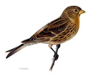 Finch Prints: Carduelis flavirostris, commonly known as the Yellow-billed Grosbeak