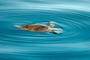 Ligurian Prints: A caretta turtle in ligurian sea mediterranean off the coast of Genoa, Italy