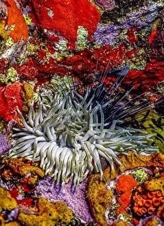 Sponges Prints: Caribbean coral reef at night off the coast of the island of Bonaire