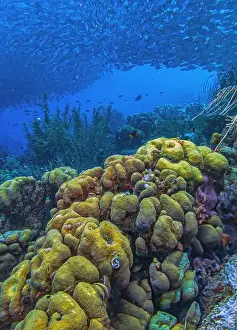Schooling Fish Prints: Caribbean coral reef off coast of Bonaire with Baitball at Bachelors Paradise