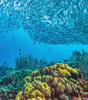 Schooling Fish Prints: Caribbean coral reef off coast of Bonaire with Baitball at Bachelors Paradise