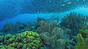Schooling Fish Prints: Caribbean coral reef off coast of Bonaire with Baitball at Bachelors Paradise