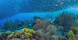 Schooling Fish Prints: Caribbean coral reef off coast of Bonaire with Baitball at Bachelors Paradise