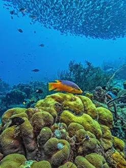 Schooling Fish Prints: Caribbean coral reef off coast of Bonaire with Baitball at Bachelors Paradise