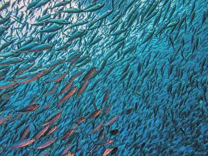 Schooling Fish Prints: Caribbean coral reef off coast of Bonaire with Baitball at Bachelors Paradise