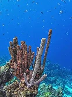 Branching Vase Sponge Prints: Caribbean coral reef off the coast of the island of Bonaire