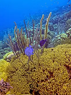 Stony Corals Prints: Caribbean coral reef off the coast of the island of Bonaire