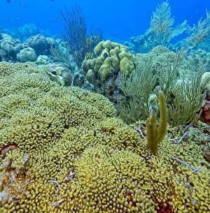 Stony Corals Prints: Caribbean coral reef off the coast of the island of Bonaire