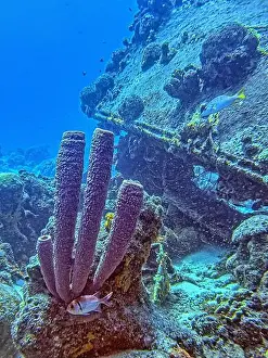 Branching Vase Sponge Prints: Caribbean coral reef off the coast of the island of Bonaire