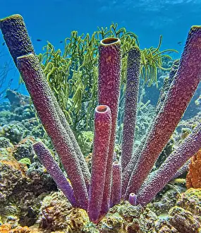 Branching Vase Sponge Prints: Caribbean coral reef off the coast of the island of Bonaire