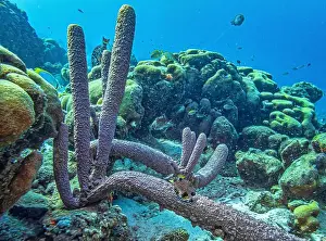 Branching Vase Sponge Prints: Caribbean coral reef off the coast of the island of Bonaire