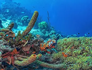 Branching Vase Sponge Prints: Caribbean coral reef off the coast of the island of Bonaire