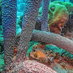 Branching Vase Sponge Prints: Caribbean coral reef off the coast of the island of Bonaire