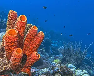 Sea Sponge Prints: Caribbean coral reef off the coast of the island of Bonaire