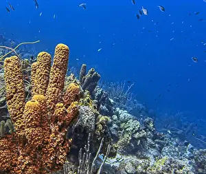 Sea Sponge Prints: Caribbean coral reef off the coast of the island of Bonaire