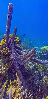 Branching Vase Sponge Prints: Caribbean coral reef off the coast of the island of Bonaire