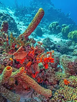 Sponges Prints: Caribbean coral reef off the coast of the island of Bonaire