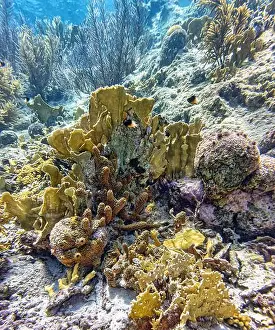 Sponges Prints: Caribbean coral reef off the coast of the island of Bonaire