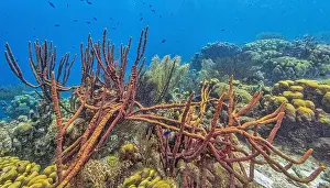 Sponges Prints: Caribbean coral reef off the coast of the island of Bonaire