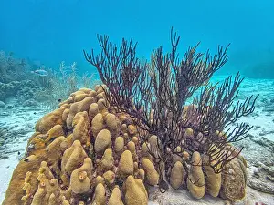 Sponges Prints: Caribbean coral reef off the coast of the island of Bonaire