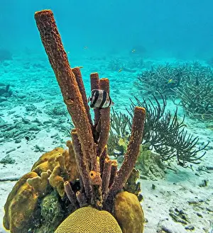 Sponges Prints: Caribbean coral reef off the coast of the island of Bonaire