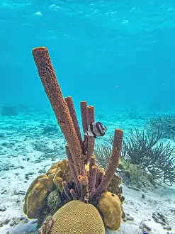 Sponges Prints: Caribbean coral reef off the coast of the island of Bonaire