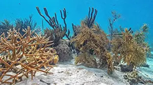 Sponges Prints: Caribbean coral reef off the coast of the island of Bonaire