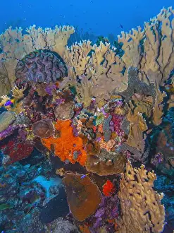 Sponges Prints: Caribbean coral reef off the coast of the island of Bonaire