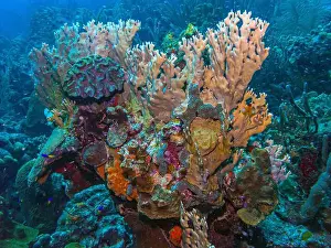 Sponges Prints: Caribbean coral reef off the coast of the island of Bonaire