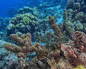 Seacape Prints: Caribbean coral reef off the coast of the island of Bonaire in summer
