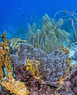 Boneiru Prints: Caribbean coral reef off the coast of the island of Bonaire in summer