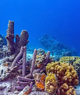 Boneiru Prints: Caribbean coral reef off the coast of the island of Bonaire in summer
