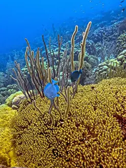 Tang Prints: Caribbean coral reef off the coast underwater in Bonaire