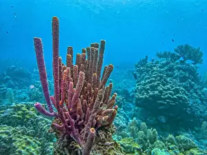 Branching Vase Sponge Prints: Caribbean coral reef off the coast underwater in Bonaire