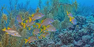 Snapper Prints: Caribbean coral reef off the coast underwater in Bonaire