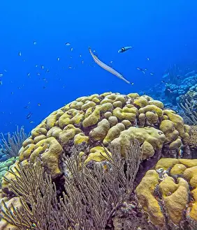 Caribbean coral reef off the coast underwater in Bonaire