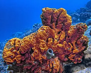Boneiru Prints: Caribbean coral reef with orange elephant ear sprong