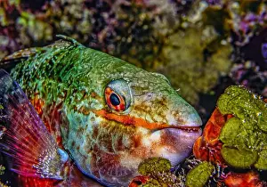 Parrotfish Prints: Caribbean coral reef, Parrotfist at night, resting