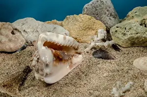 Snail Shell Prints: Caribbean King Helmet sea snail shell Cassis Tuberosa on a sand underwater
