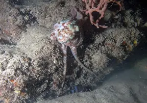 Cephalopod Prints: A Caribbean Reef Octopus (Octopus briareus) in Florida, USA